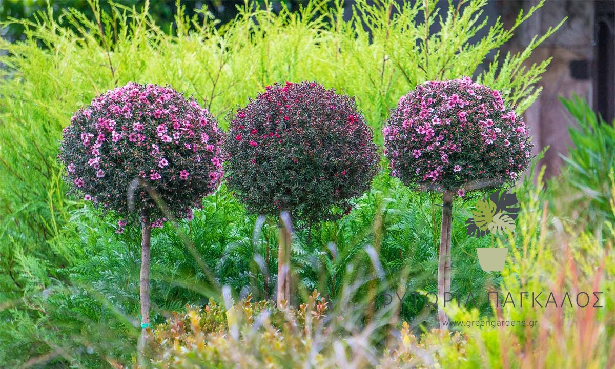 Λεπτόσπερμα ​(Leptospermum scoparium) - 2